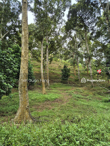 Untuk Dijual - 4.7 Acres | Old tree durian farm | Lenggong | Perak Rm5.76psf b k