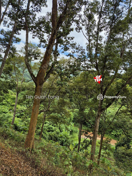 Untuk Dijual - 4.7 Acres | Old tree durian farm | Lenggong | Perak Rm5.76psf b k