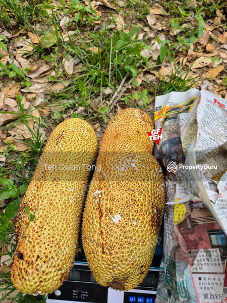 Untuk Dijual - 4.7 Acres | Old tree durian farm | Lenggong | Perak Rm5.76psf b k