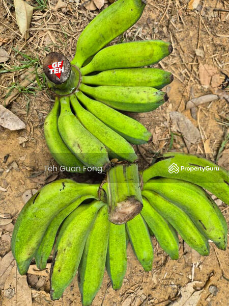 Untuk Dijual - 4.7 Acres | Old tree durian farm | Lenggong | Perak Rm5.76psf b k