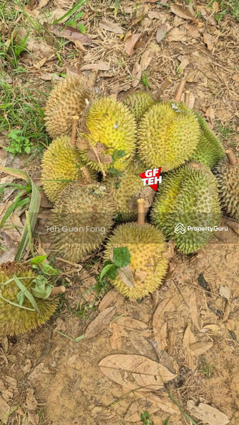 Untuk Dijual - 4.7 Acres | Old tree durian farm | Lenggong | Perak Rm5.76psf b k