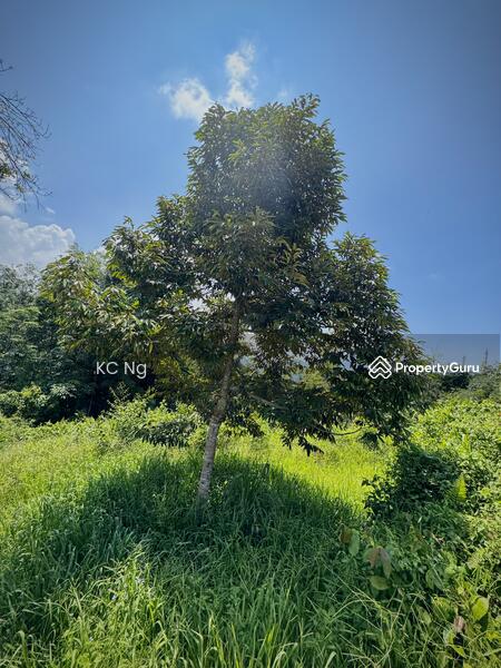 For Sale - Bentong Pahang Durian Farm For Sale, Musang King Planted.
