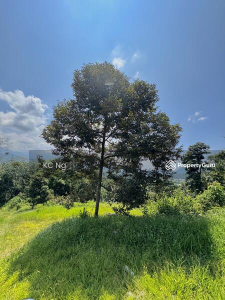 For Sale - Bentong Pahang Durian Farm For Sale, Musang King Planted.