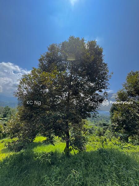 For Sale - Bentong Pahang Durian Farm For Sale, Musang King Planted.