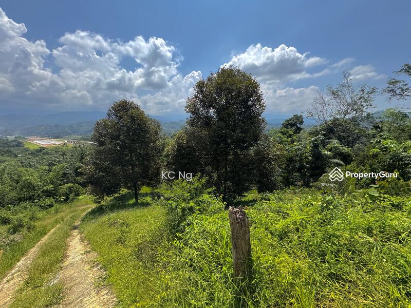 For Sale - Bentong Pahang Durian Farm For Sale, Musang King Planted.