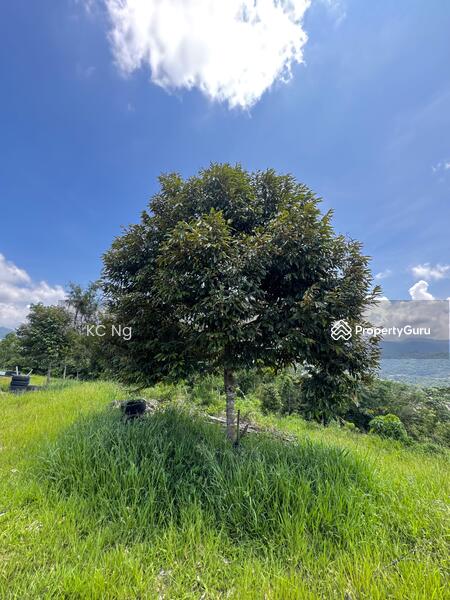 For Sale - Bentong Pahang Durian Farm For Sale, Musang King Planted.
