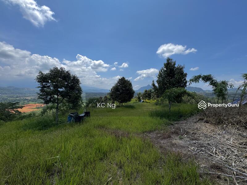 For Sale - Bentong Pahang Durian Farm For Sale, Musang King Planted.