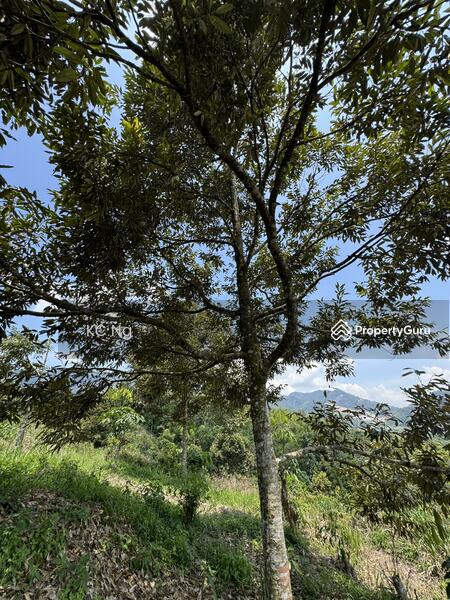 For Sale - Bentong Pahang Durian Farm For Sale, Musang King Planted.