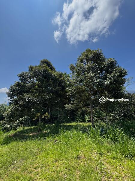 For Sale - Bentong Pahang Durian Farm For Sale, Musang King Planted.