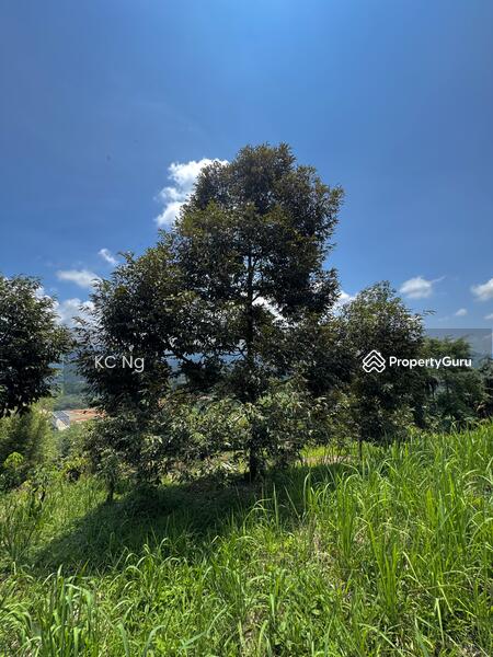 For Sale - Bentong Pahang Durian Farm For Sale, Musang King Planted.