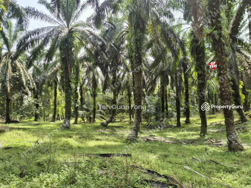Tanah Pertanian untuk Dijual di Kampung Sungai Terap (Selama) - Teh Guan Fong - PropertyGuru.com.my