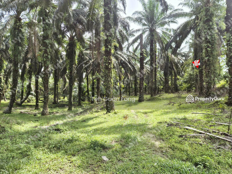 Tanah Pertanian untuk Dijual di Kampung Sungai Terap (Selama) - Teh Guan Fong - PropertyGuru.com.my