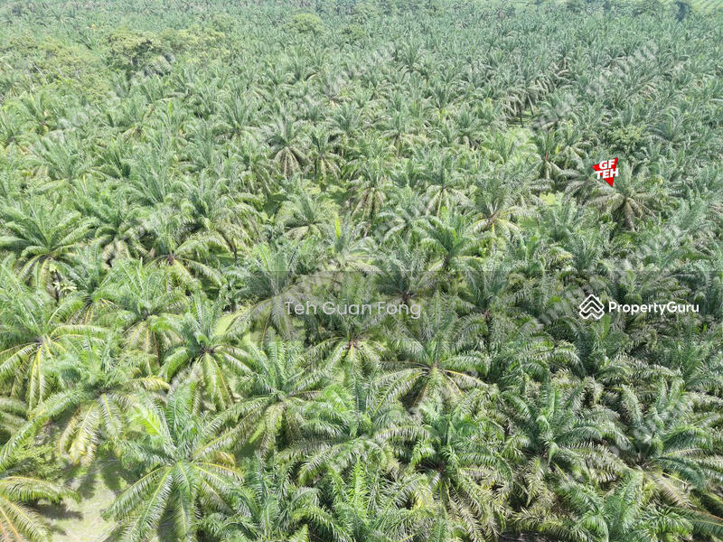 Tanah Pertanian untuk Dijual di Kampung Sungai Terap (Selama) - Teh Guan Fong - PropertyGuru.com.my