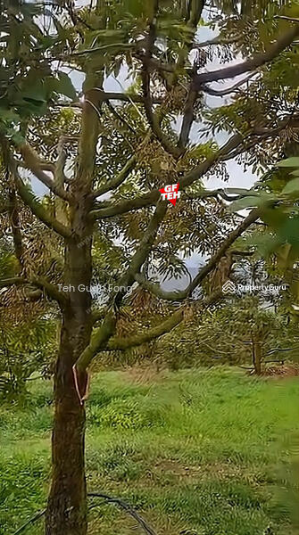 Tanah Pertanian untuk Dijual di Kampung Gajah (Sungkai) - Teh Guan Fong - PropertyGuru.com.my
