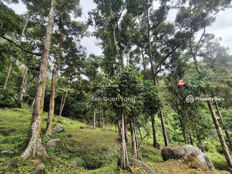 Untuk Dijual - 6.35acres Agricultural Land | Durian Farm | Sungai Lembu | BM | Penang Rm9psf b