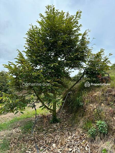 For Sale - Kuala lipis