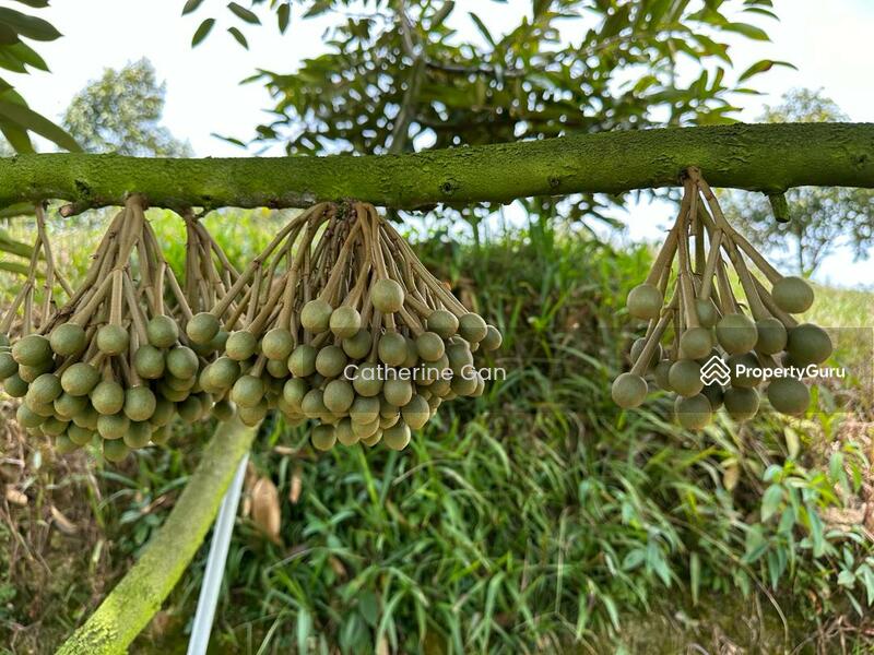 For Sale - Kuala lipis
