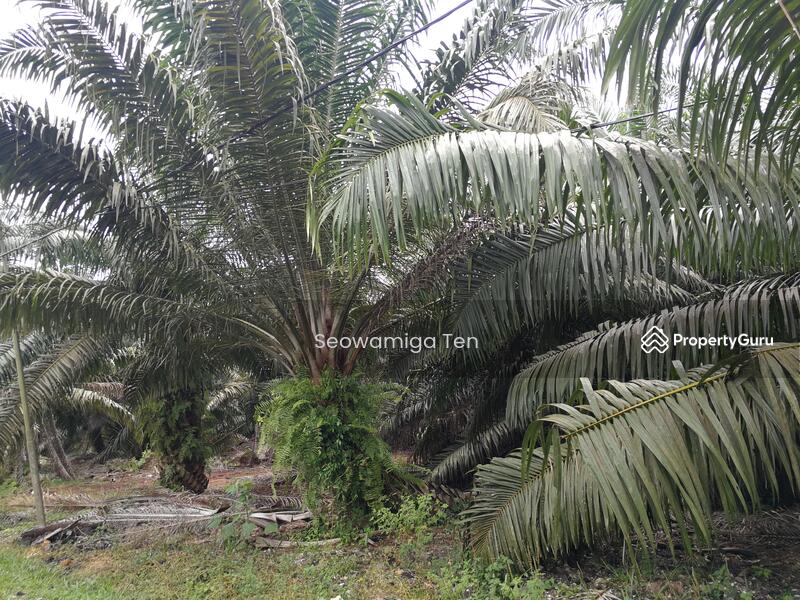 For Sale - 16.5 Acre Palm Oil Land At Sungai Balang Muar,Johor