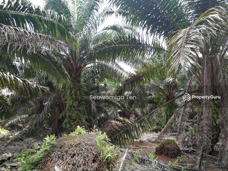 For Sale - 16.5 Acre Palm Oil Land At Sungai Balang Muar,Johor