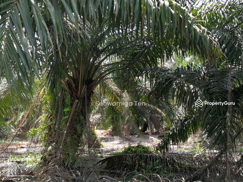 For Sale - 16.5 Acre Palm Oil Land At Sungai Balang Muar,Johor