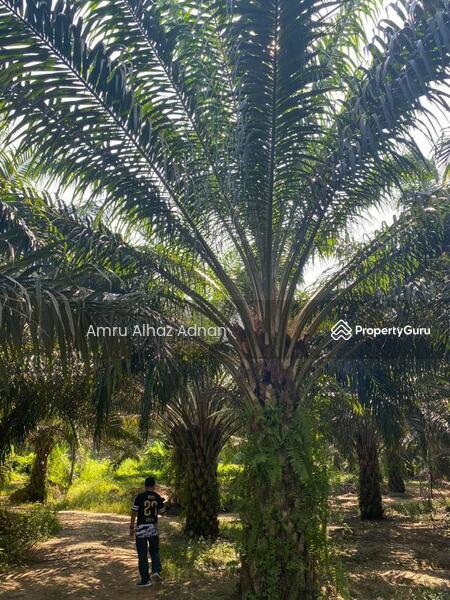 For Sale - Tanah Sawit 21 ekar di Karak