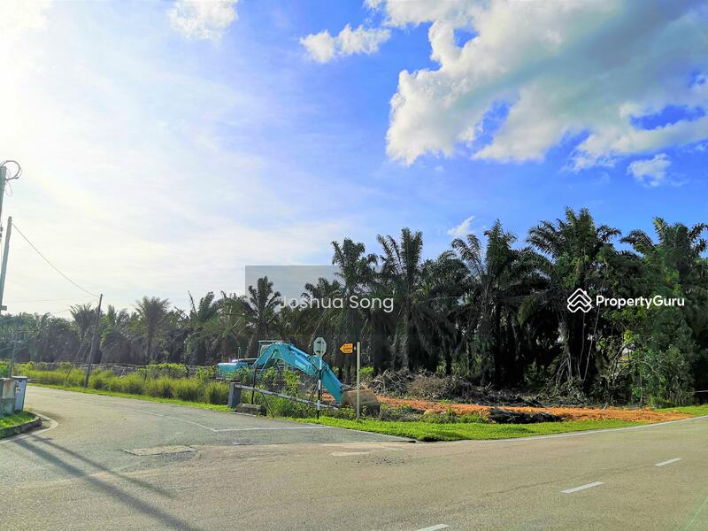 For Sale - Pekan Nana Pekans Nanas