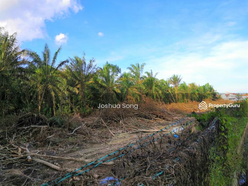 For Sale - Pekan Nana Pekans Nanas