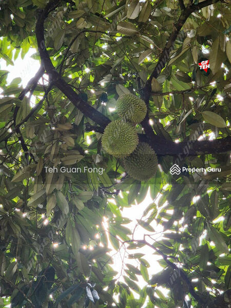 For Sale - 9.18 Acres Old Durian Garden | Taiping | Perak Rm69.19 b