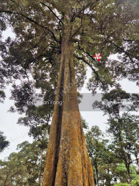 For Sale - 9.18 Acres Old Durian Garden | Taiping | Perak Rm69.19 b