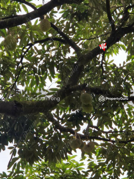For Sale - 9.18 Acres Old Durian Garden | Taiping | Perak Rm69.19 b