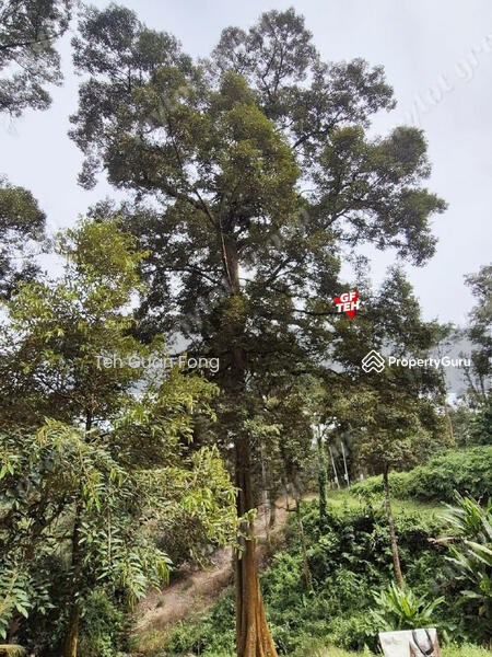 For Sale - 9.18 Acres Old Durian Garden | Taiping | Perak Rm69.19 b