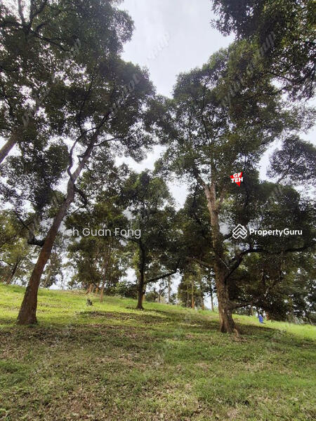 For Sale - 9.18 Acres Old Durian Garden | Taiping | Perak Rm69.19 b