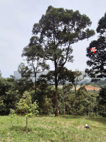 For Sale - 9.18 Acres Old Durian Garden | Taiping | Perak Rm69.19 b