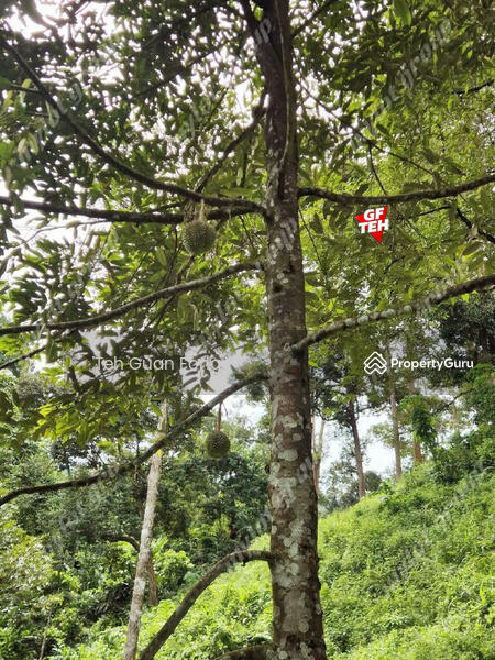 For Sale - 9.18 Acres Old Durian Garden | Taiping | Perak Rm69.19 b