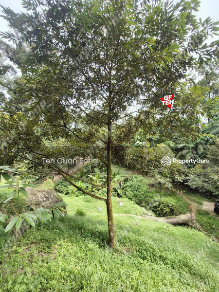 For Sale - 9.18 Acres Old Durian Garden | Taiping | Perak Rm69.19 b