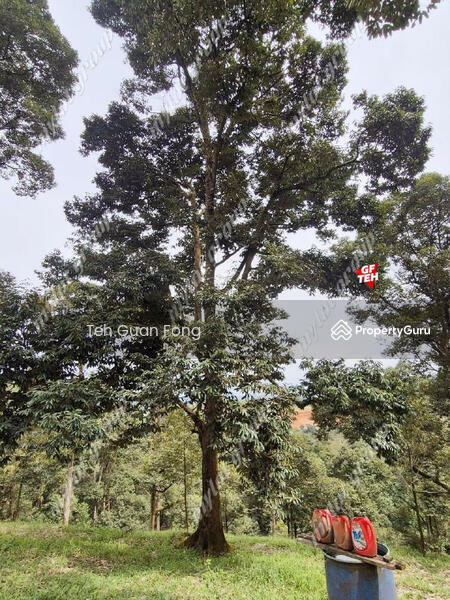 For Sale - 9.18 Acres Old Durian Garden | Taiping | Perak Rm69.19 b