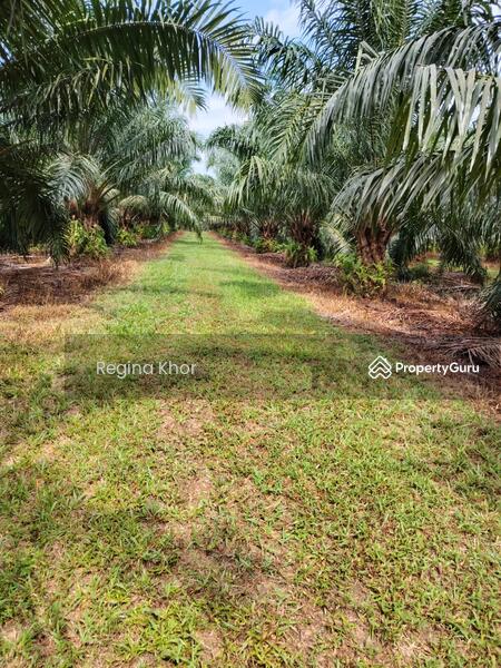Untuk Dijual - Ladang Sungai Timah, Teluk Intan