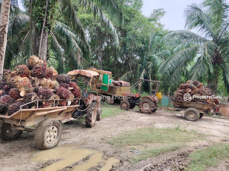 Untuk Dijual - Ladang Sungai Timah, Teluk Intan