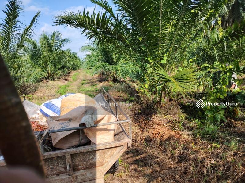 Untuk Dijual - Ladang Sungai Timah, Teluk Intan