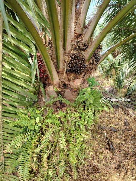 Untuk Dijual - Ladang Sungai Timah, Teluk Intan