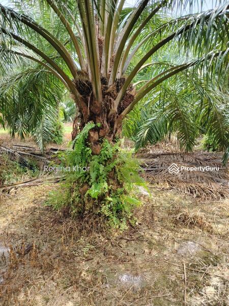 Untuk Dijual - Ladang Sungai Timah, Teluk Intan