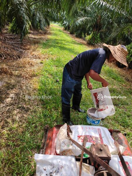 Untuk Dijual - Ladang Sungai Timah, Teluk Intan