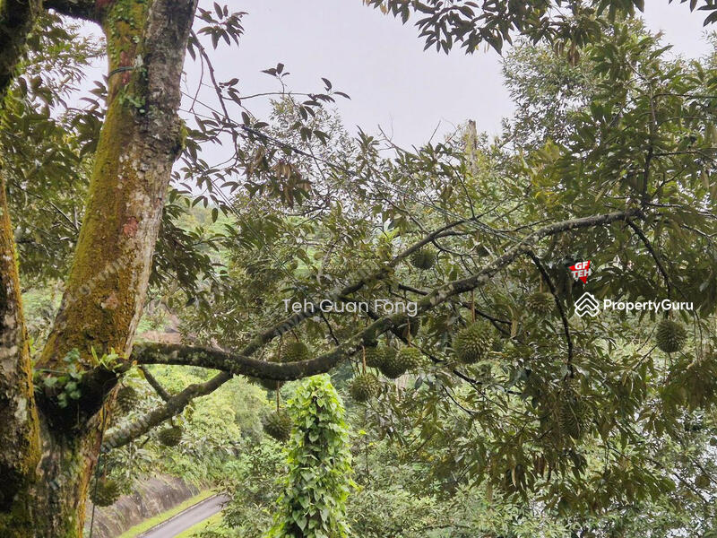 Agricultural Land for Sale in Berapit (Bukit Mertajam) - Teh Guan Fong - PropertyGuru.com.my
