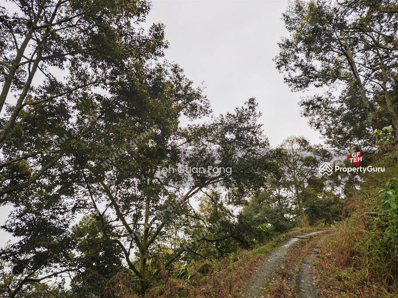 Agricultural Land for Sale in Berapit (Bukit Mertajam) - Teh Guan Fong - PropertyGuru.com.my