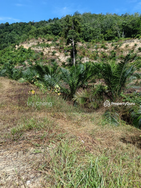 Tanah Pertanian untuk Dijual di Salak Utara (Kuala Kangsar) - Lily Chong - PropertyGuru.com.my