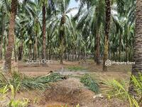 For Sale - Agriculture land at Taman Lekir Baru