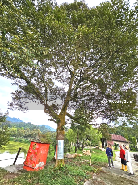 Agricultural Land for Sale in Hulu Langat (Selangor) - Earon Chong - PropertyGuru.com.my