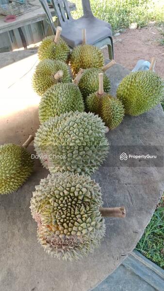 Agricultural Land for Sale in Jimah (Negeri Sembilan) - David Cheok - Others - PropertyGuru.com.my