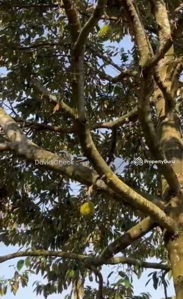 Agricultural Land for Sale in Jimah (Negeri Sembilan) - David Cheok - Others - PropertyGuru.com.my