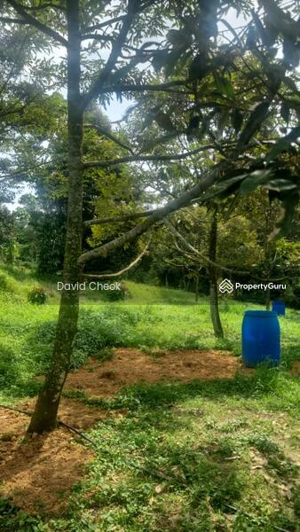 Agricultural Land for Sale in Jimah (Negeri Sembilan) - David Cheok - Garden - PropertyGuru.com.my